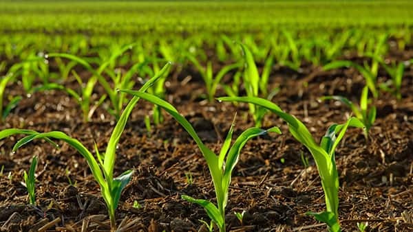 Growing Corn Field